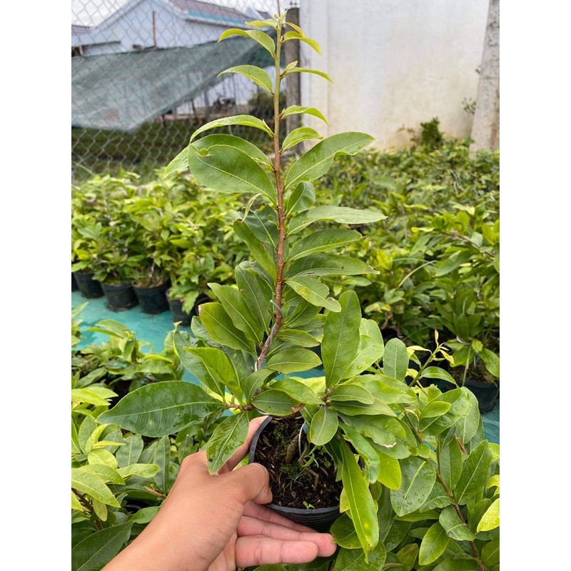 Hoa mai ghép cúc hoàng hậu( Nữ Hoàng) bông chuẩn