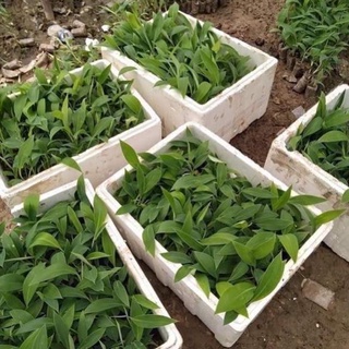 Combo 2 cây chuối tiêu hồng cấy mô .