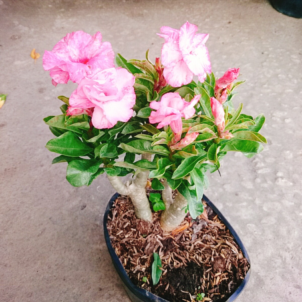 Cây Hoa Sứ Kỳ Duyên - cây cảnh để bàn