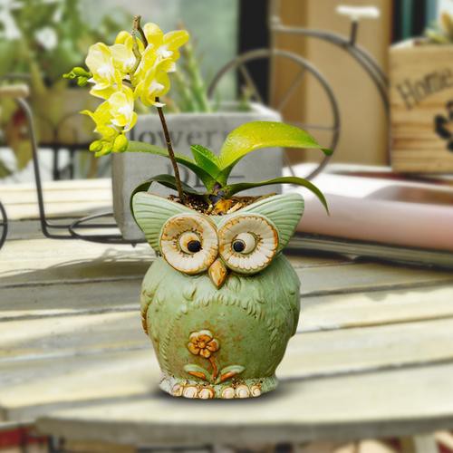 Chậu cây cảnh bằng sứ hình chim cú