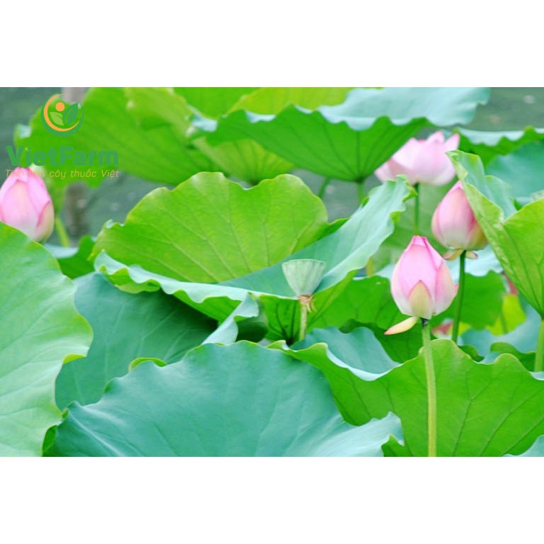 Lá sen khô thượng hạng JINDO 1kg