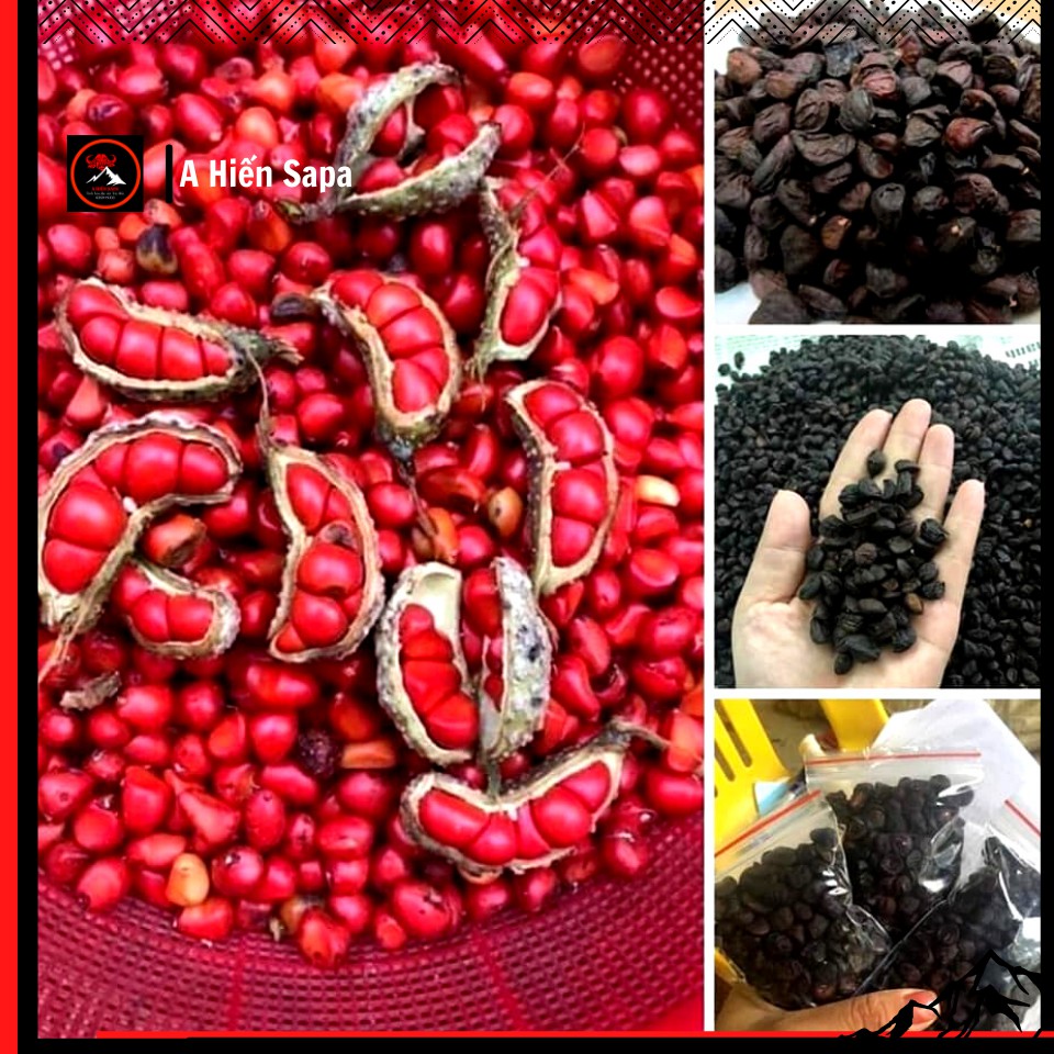 Hạt dổi nếp rừng Tây Bắc gói 500 gr loại 1 hạt thơm đều, ướp gia vị nướng, pha đồ chấm