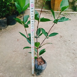 Cây Cherry Brazil - cây ăn quả
