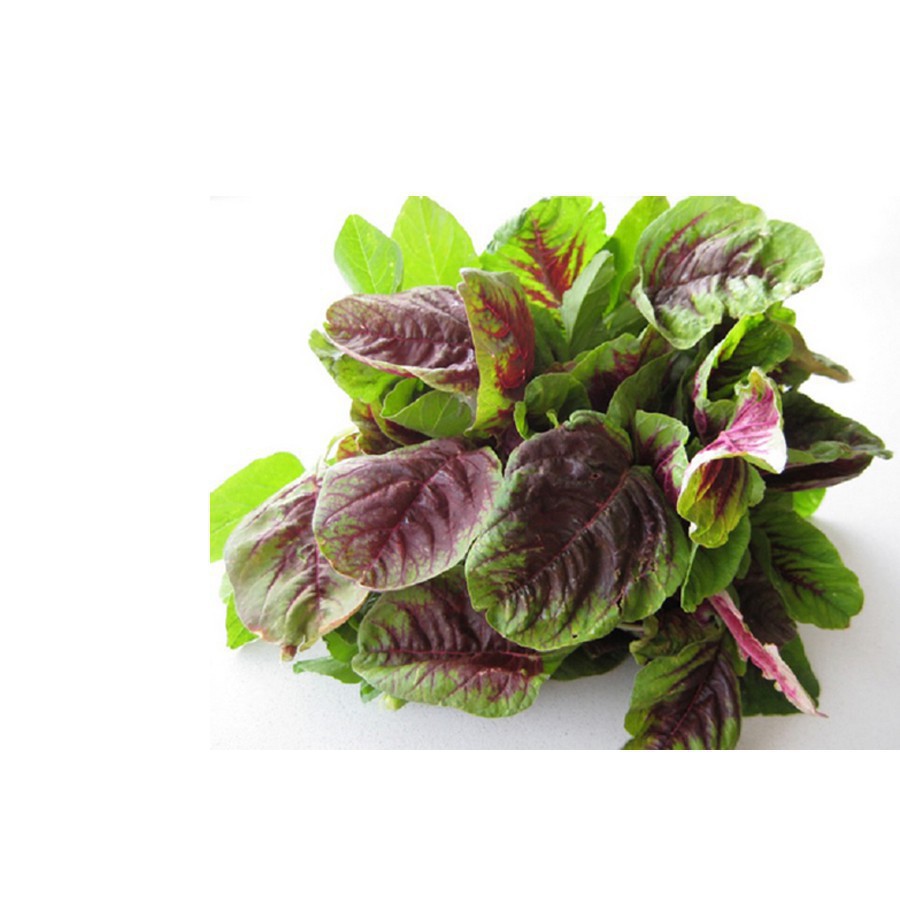 10 gram hạt giống rau dền | Shopee Việt Nam