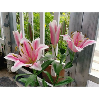 KHUÔN HOA LILY