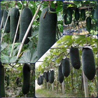 🌟Hạt Giống Bí Sặt Khổng Lồ🌟 Năng Xuất Cao Gói 10 Hạt [ NONG TRAI XANH ]