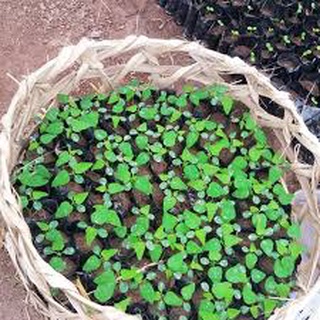 ĐU ĐỦ VÀ NHỮNG TÁC DỤNG ĐẾN BỆNH LÝ UNG THƯ