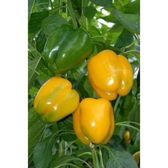 hạt giống ớt chuông ngọt f1 🤗🤗 nảy mầm cực đỉnh💥💥 chất lượng cao