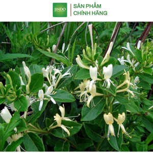 Kim ngân hoa sấy khô loại thượng hạng JINDO 1kg