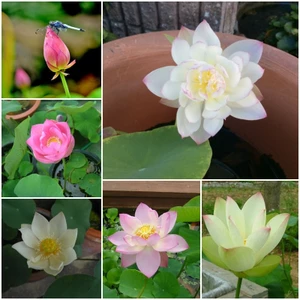 Bộ 30 Hạt giống sen nhật Mini Mix màu