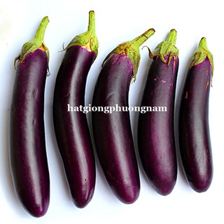 Hạt Giống Các Loại Cà Phương Nam