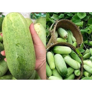 Hạt giống dưa chuột mèo sinh trưởng khỏe chống chịu sâu bệnh tỉ lệ nảy mầm 90%