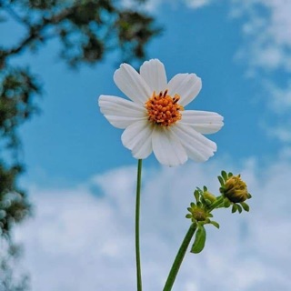 dung_031120