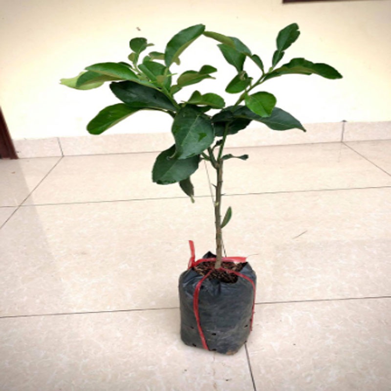 Cây bưởi da xanh ruột hồng - cây ăn quả