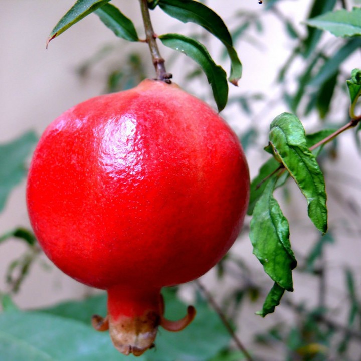 Hạt giống lựu lùn