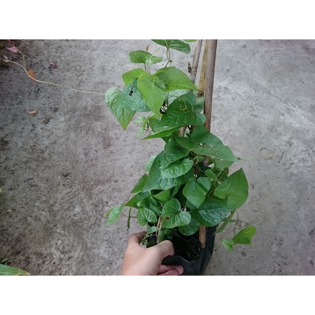 Cây hoa tigon - cây cảnh sân vườn