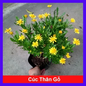 Cúc thân gỗ ( cúc trường thọ ) đang cho hoa và nụ giao chậu quy cách như hình