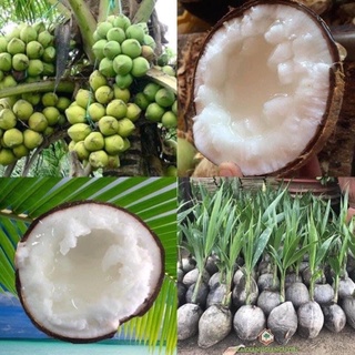 combo 2 cây dừa sáp sữa tặng 1 cây