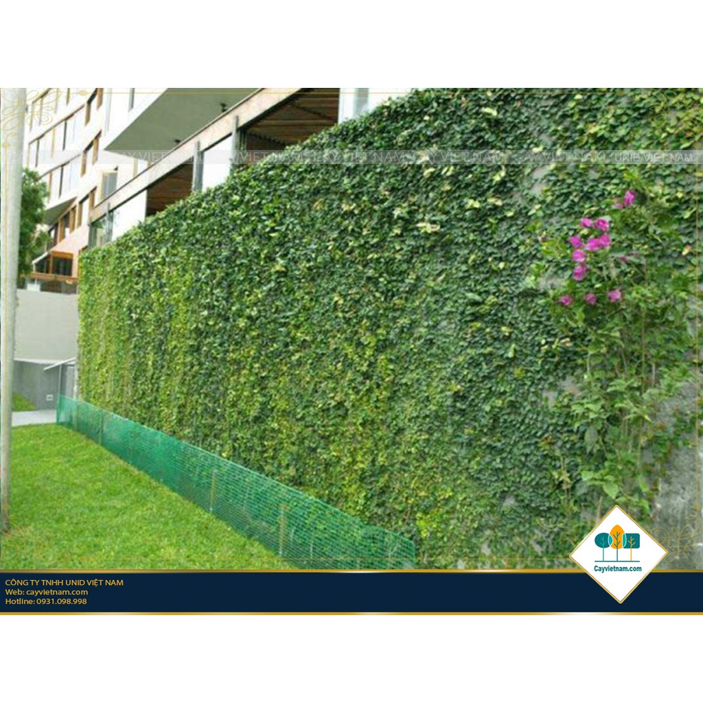 Cây vảy ốc - cây thằn lằn leo tường - cây cảnh sân vườn