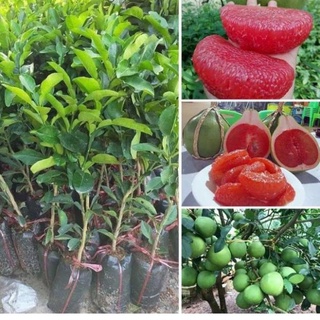 Cây giống bưởi ruby ruột đỏ không hạt vị ngọt thanh cây giống khỏe mạnh không sâu bệnh( ảnh thật hình cuối) .
