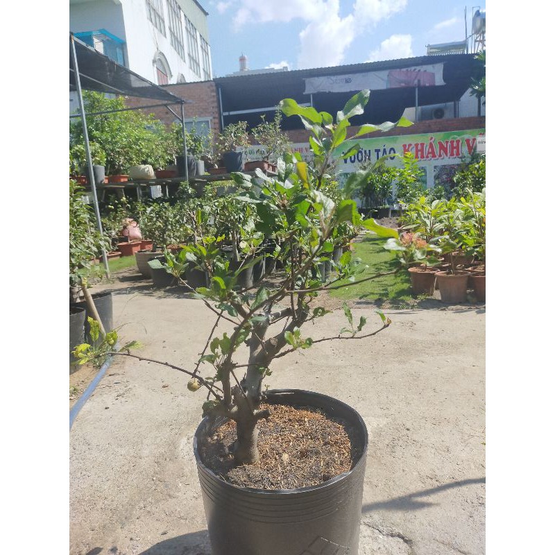 Cây táo bonsine | Shopee Việt Nam