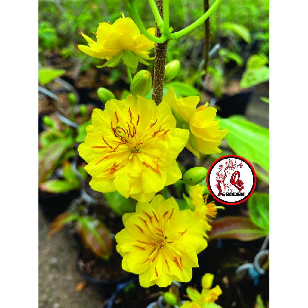 Hoa mai cúc 30-36 cánh siêu bông