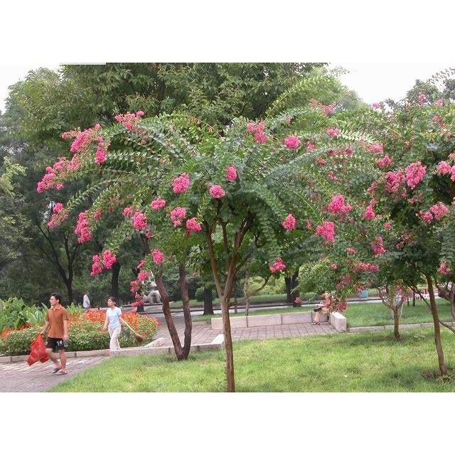 Cây Tường Vi - Cây cảnh sân vườn