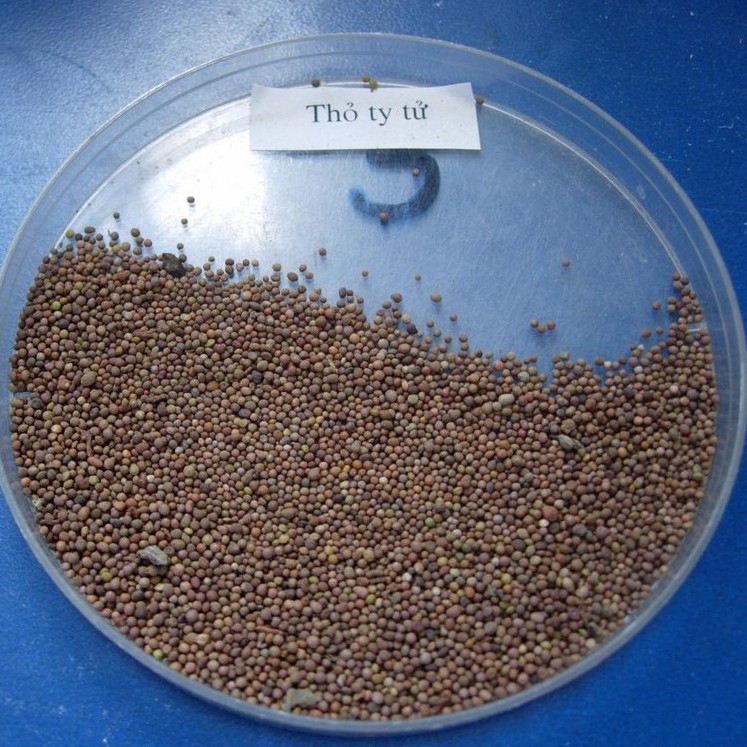 [Mã BMTTC60K giảm đến 60K đơn 50K] Thỏ ty tử khô thượng hạng JINDO 1kg