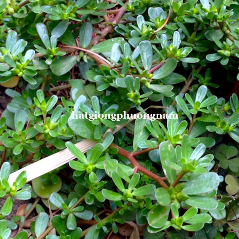 1GR - HẠT GIỐNG RAU SAM | Shopee Việt Nam