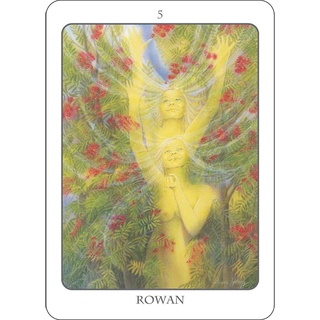 Bộ Bài Tree Angel Oracle (Mystic House Tarot Shop) - Bài Gốc Authentic Chính Hãng 100%