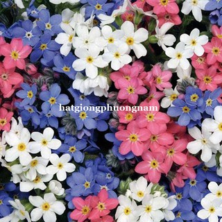 1 Gram - Hạt Giống Hoa Lưu Ly  - For Get Me Not Mix Phương Nam