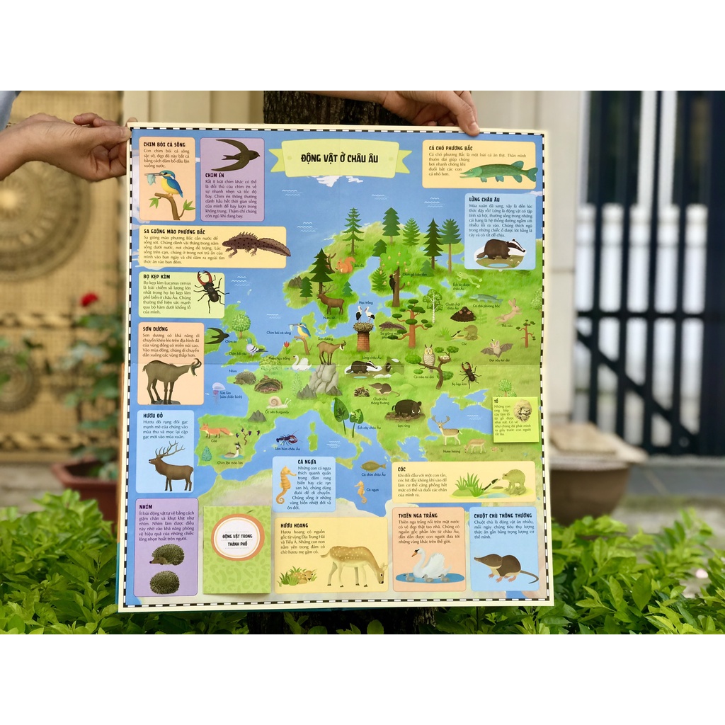 Ảnh SÁCH - Atlas động vật - đinh tị 2