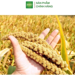 Hạt kê nếp vàng thượng hạng JINDO 1kg giúp cơ thể khoẻ mạnh