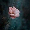 hieuphuong_1823