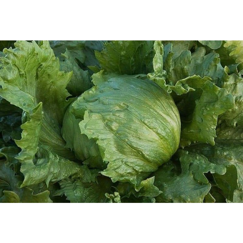 1gam hạt giống xà lách Mỹ 💥💥Ngon Dòn💥💥 nảy mầm cực đỉnh