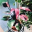 Cây Công Chúa Hồng - Philodendron pink princess - Cây nhỏ,thuần,khoẻ,var mạnh - cây cảnh để bàn