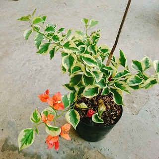 Cây hoa giấy cẩm thạch (màu cam) - cây cảnh để bàn