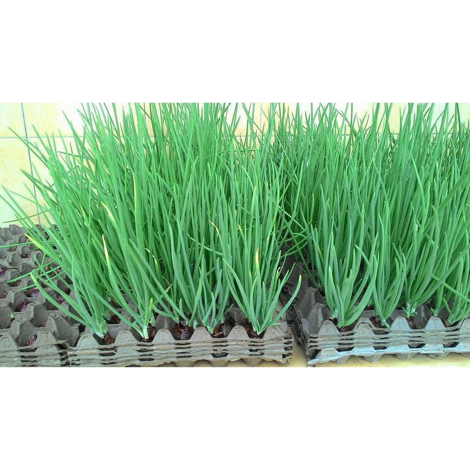 Hạt Giống Hành Lá Cao Sản ( 2gr ) Phú Nông - Thơm, Giàu D.inh Dư.ỡng CHẤT LƯỢNG CAO