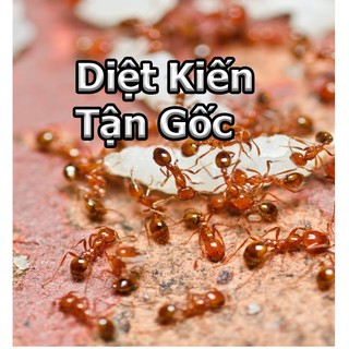 Thuốc diệt kiến gián tận gốc chế phẩm diệt kiến sinh học bằng mồi nhử hiệu quả sau 24 giờ