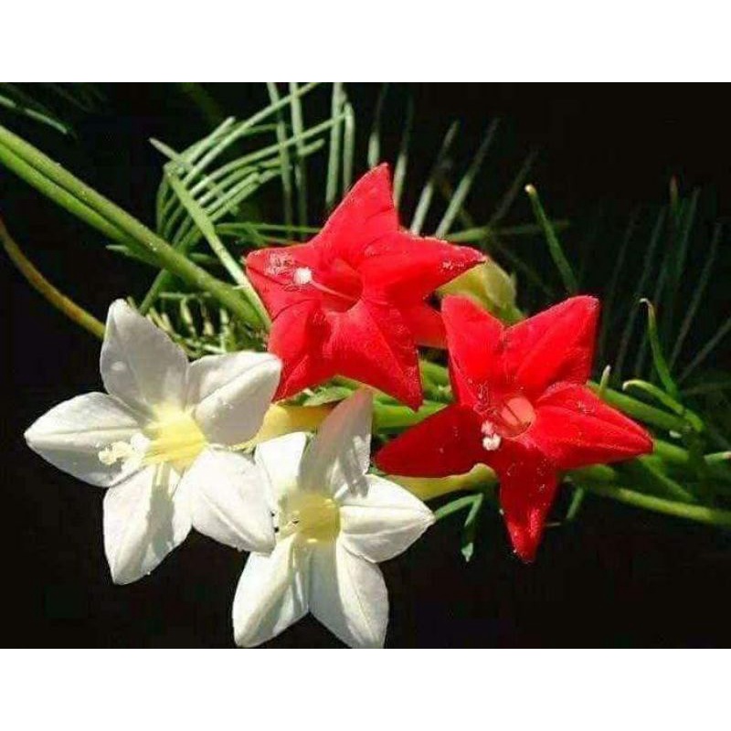 💥hạt giống hoa sao leo nhiều màu 💖💖💖  siêu xinh 💖💖💖  nảy mầm cực đỉnh dễ trồng, hoa quanh năm