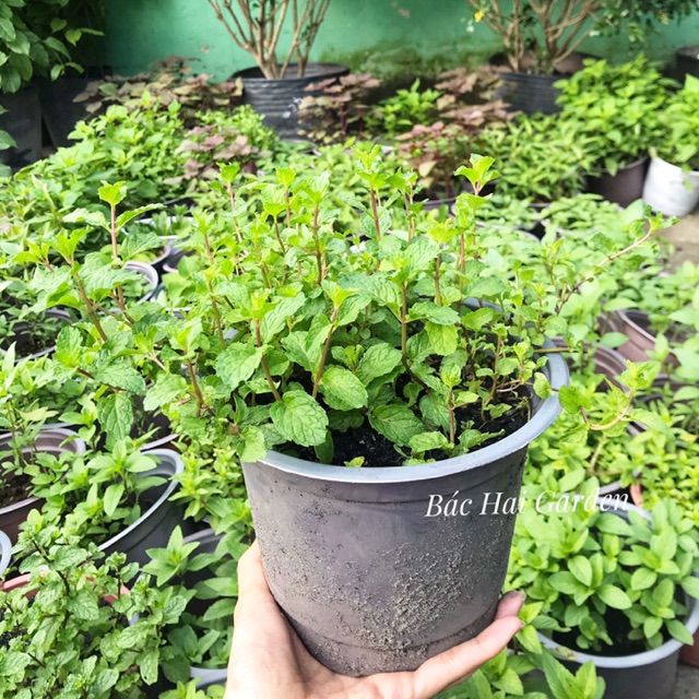 [Ship hỏa tốc] Rau húng lủi- rau gia vị tươi sạch vườn nhà