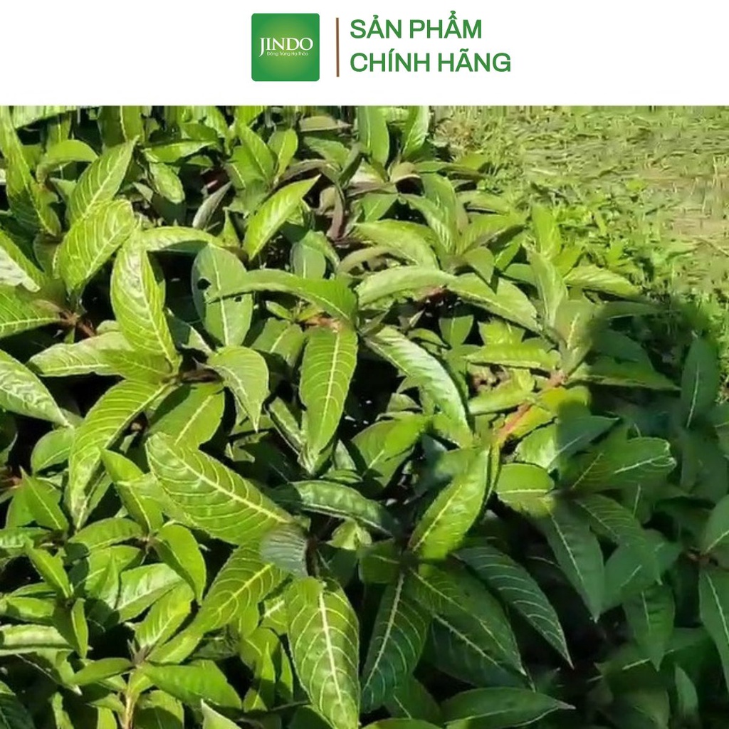 [Mã BMTTC60K giảm đến 60K đơn 50K] Lá xăng xê hay còn gọi là khôi đốm 1kg JINDO tác dụng hỗ trợ dạ dày