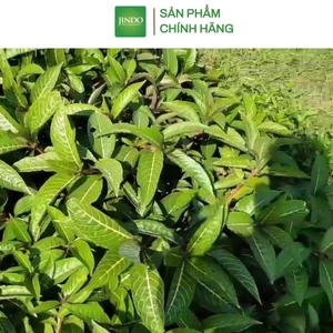 Lá xăng xê hay còn gọi là khôi đốm 1kg JINDO tác dụng hỗ trợ dạ dày