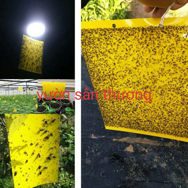 [Kèm Dây Treo] 1 Miếng Bẫy Dính Ru.ồi Vàng 15x20cm, Và Một số Loài Cô.n Trù.ng Gây H.ại Bằng Biện Pháp Cơ Học, A.n Toàn