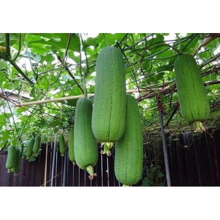 🌟Hạt Giống Mướp Hương Quả Ngắn F1🌟 Giống Cho Năng Xuất Cao Ăn Rất Ngon