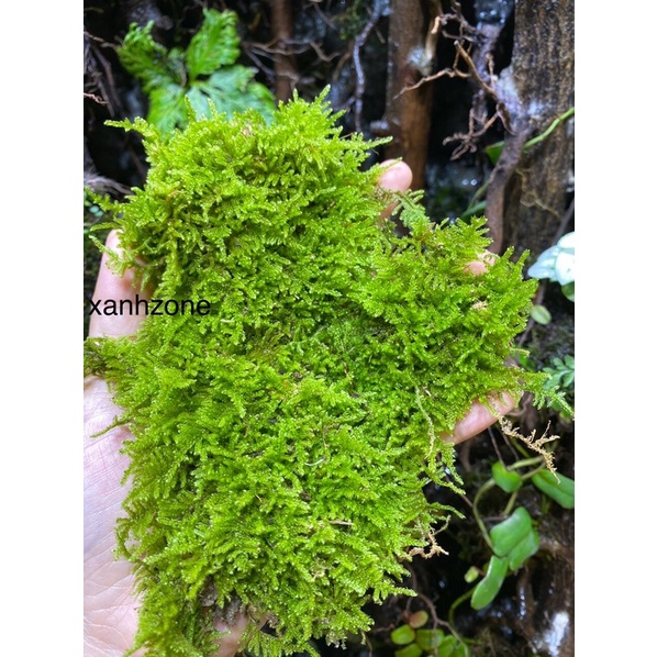 rêu wepping, rêu trải nền hồ bán cạn, tường rêu, terrarium ...