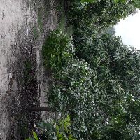 tuyet37926