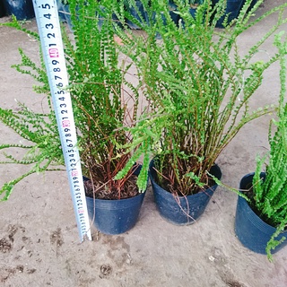 Cây Dương Xỉ Tóc Tiên - cây cảnh để bàn