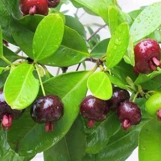 Cây Cherry Brazil - cây ăn quả