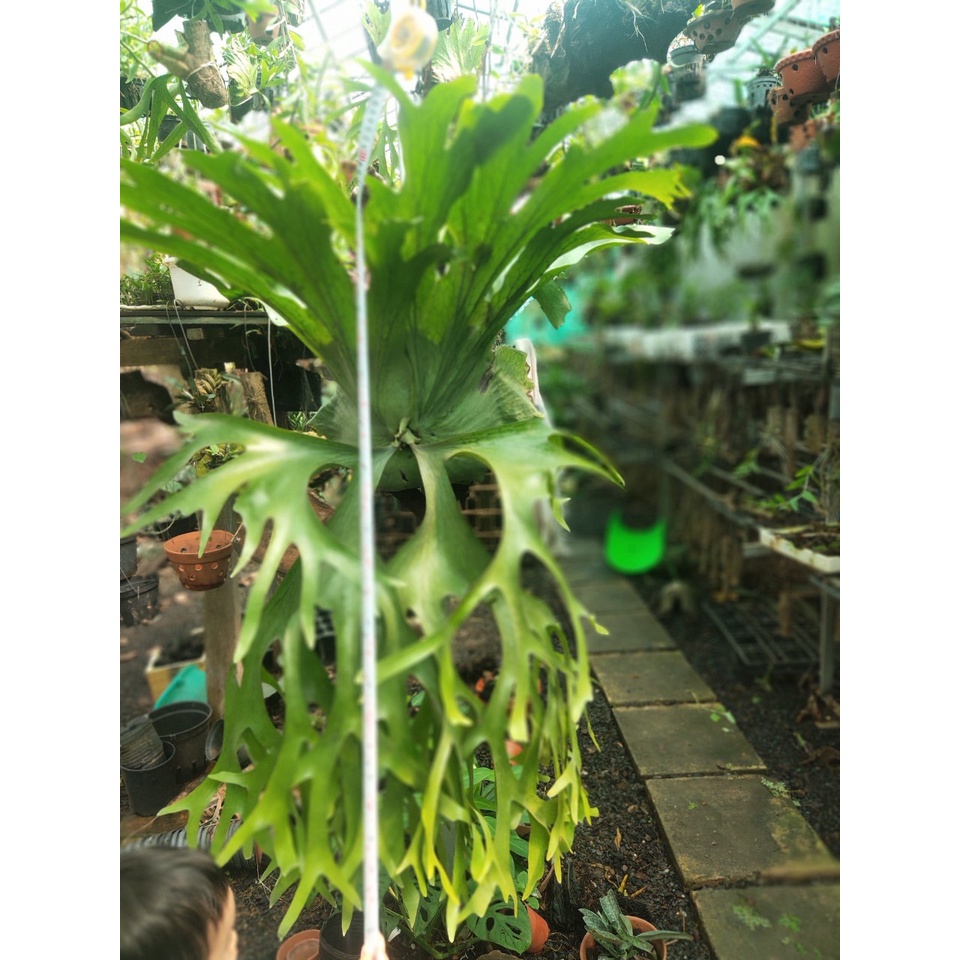 Cây Ổ rồng, tổ rồng size 1m-1,9m thích hợp trang trí sân vườn | Shopee ...